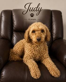Judy -  Goldendoodle Dog for Adoption in Hop Bottom, Pennsylvania - Judy | PetCurious