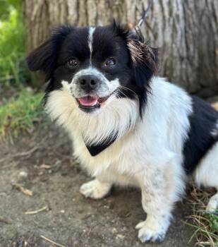 Cavalier King Charles Spaniel and Pekingese Dogs Available for Adoption in Palo Alto, California - Room Service | PetCurious