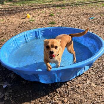 Mixed Breed Dogs Available for Adoption in West Chester, Pennsylvania - Diet Coke | PetCurious