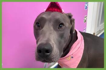 Labrador Retriever and Pit Bull Terrier Dogs Available for Adoption in Amherst, Massachusetts - Jade | PetCurious