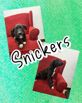 Labrador Retriever and Border Collie Dogs Available for Adoption - Snickers | PetCurious