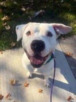 Odysseus -  Terrier Dog for Adoption in Mineral Point, Wisconsin - Odysseus | PetCurious