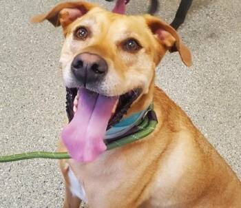 Vizsla and Labrador Retriever Dogs Available for Adoption in Kansas City, Missouri - Saffron | PetCurious