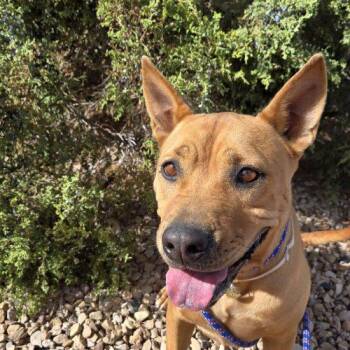 Koda -  Pit Bull Terrier and Mixed Breed Dog for Adoption in Grand Junction, Colorado - Koda | PetCurious