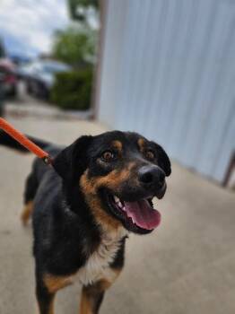 Mixed Breed Dogs Available for Adoption in Fort Collins, Colorado - Towa | PetCurious