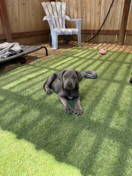 Summer -  Labrador Retriever and Cane Corso Dog for Adoption in San Diego, California - Summer | PetCurious