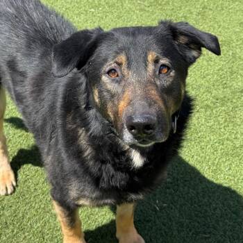 German Shepherd Dog Dogs Available for Adoption in Goleta, California - Kira | PetCurious
