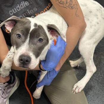 Nebula -  Mixed Breed Dog for Adoption in New York, New York - Nebula | PetCurious