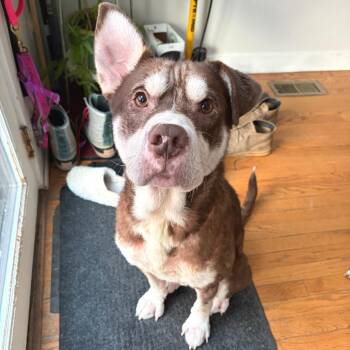 Mixed Breed Dogs Available for Adoption in Chicago, Illinois - Barnabus | PetCurious
