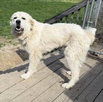 Great Pyrenees Dogs Available for Adoption in Elkins, West Virginia - Homer | PetCurious