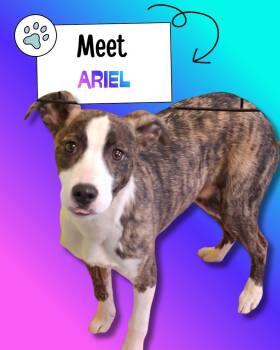 Terrier Dogs Available for Adoption - Ariel | PetCurious
