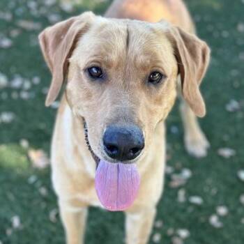 Skipper -  Labrador Retriever Dog for Adoption in Red Bluff, California - Skipper | PetCurious