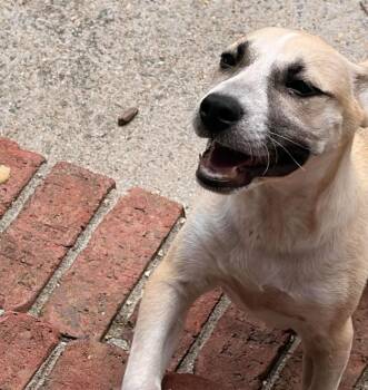Khloe -  Hound and Labrador Retriever Dog for Adoption in Sanford, North Carolina - Khloe | PetCurious
