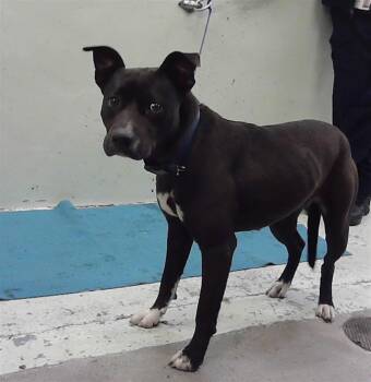 Staffordshire Bull Terrier and Mixed Breed Dogs Available for Adoption in Houston, Texas - CAMILA | PetCurious