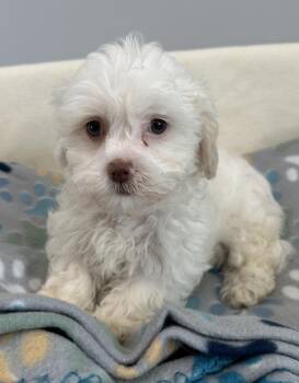 Shih Poo Dogs Available for Adoption - Hopper  | PetCurious