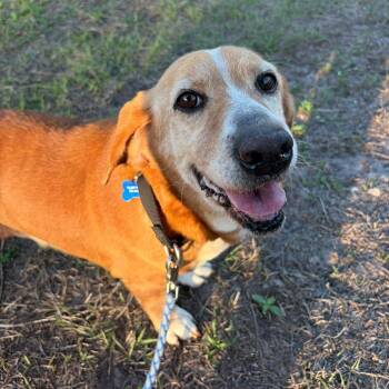Basset Hound and Beagle Dogs Available for Adoption in Pinellas Park, Florida - Mona | PetCurious