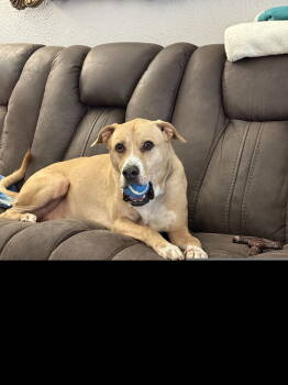 Rescue Labrador Retriever Dogs for Adoption in Dallas, Texas - Mello (New Digs) | PetCurious