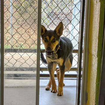 Mixed Breed and Australian Cattle Dog Blue Heeler Dogs Available for Adoption - Margarita | PetCurious