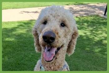 Henry -  Goldendoodle Dog for Adoption in Amherst, Massachusetts - Henry | PetCurious