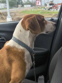 Ellie (Oma) -  Jack Russell Terrier and Foxhound Dog for Adoption in Stover, Missouri - Ellie (Oma) | PetCurious