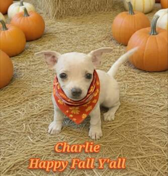 Charlie -  Chihuahua Dog for Adoption in Grove, Oklahoma - Charlie | PetCurious