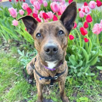Mixed Breed Dogs Available for Adoption in Wheeling, Illinois - Coconut | PetCurious