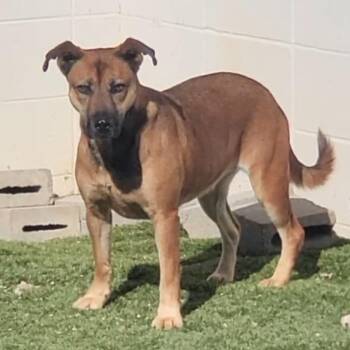 Diesel -  Shepherd Dog for Adoption in Loxahatchee Groves, Florida - Diesel | PetCurious