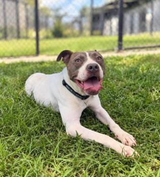 Rumi -  Terrier Dog for Adoption in Lafayette, Louisiana - Rumi | PetCurious