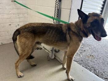 MAVERICK -  Belgian Shepherd Malinois Dog for Adoption in San Bernardino, California - MAVERICK | PetCurious