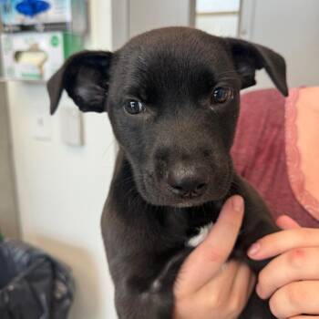 Darby -  Labrador Retriever Dog for Adoption in Sand Springs, Oklahoma - Darby | PetCurious