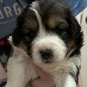 Stone 22718 -  Australian Shepherd and Mixed Breed Dog for Adoption in Cumming, Georgia - Stone 22718 | PetCurious