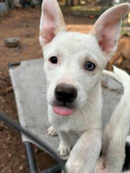 Fox Terrier Dogs Available for Adoption in Hayward, Wisconsin - Roxy | PetCurious