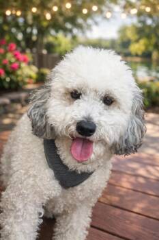 Bichon Frise and Poodle Dogs Available for Adoption - Kirby | PetCurious