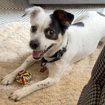 KodaLynn -  Rat Terrier Dog for Adoption - KodaLynn | PetCurious