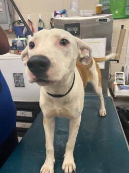 Nibblet -  Mixed Breed Dog for Adoption in Mobile, Alabama - Nibblet | PetCurious