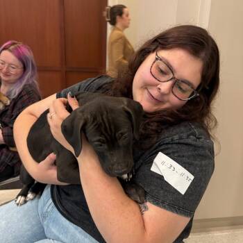 Thunder -  Boxer and Pit Bull Terrier Dog for Adoption in Mooresville, Indiana - Thunder | PetCurious