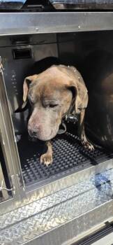 Nc1 -  Pit Bull Terrier and Terrier Dog for Adoption in Lawrenceville, Georgia - Nc1 | PetCurious