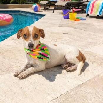 Squirt -  Chihuahua and Jack Russell Terrier Dog for Adoption in Bethel, Connecticut - Squirt | PetCurious