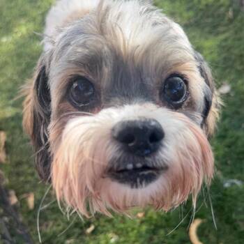 Bruno -  Shih Tzu and Mixed Breed Dog for Adoption in Phoenix, Arizona - Bruno | PetCurious