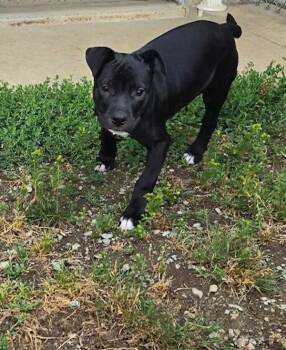 Nicki -  Pit Bull Terrier Dog for Adoption in Port Alberni, British Columbia - Nicki | PetCurious