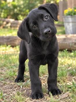 Kanga -  Flat Coated Retriever and Shepherd Dog for Adoption in Brownstown, Indiana - Kanga | PetCurious