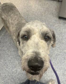 Poodle Dogs Available for Adoption in Charlotte, North Carolina - KERIAN | PetCurious