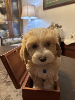 Dutch -  Maltipoo Dog for Sale in Riverside, California - Dutch | PetCurious