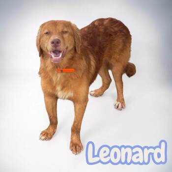 Leonard -  Golden Retriever and Mixed Breed Dog for Adoption in Chuckey, Tennessee - Leonard | PetCurious