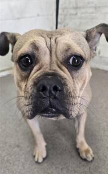 JUSTINE -  French Bulldog and Mixed Breed Dog for Adoption in San Bernardino, California - JUSTINE | PetCurious
