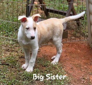 Rescue Shepherd Dogs for Adoption in Douglasville, Georgia - Big Sister | PetCurious