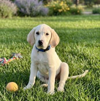 Great Pyrenees and Labrador Retriever Dogs Available for Adoption in North Prairie, Wisconsin - **NELSON** | PetCurious