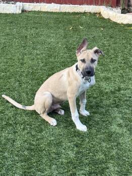 Tucker -  Black Mouth Cur Dog for Adoption in San Antonio, Texas - Tucker | PetCurious