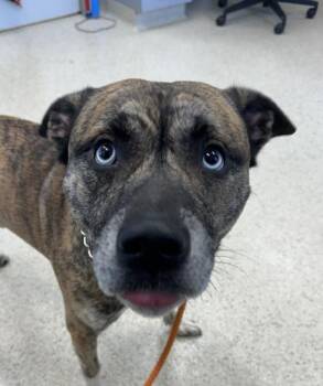 Bagheera -  Mixed Breed Dog for Adoption in Lafayette, Indiana - Bagheera | PetCurious