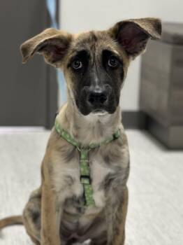 Lottie -  Mixed Breed Dog for Adoption in Toronto, Ontario - Lottie | PetCurious